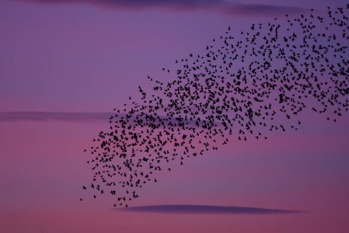 Jackdaws murmuration against a pink sky